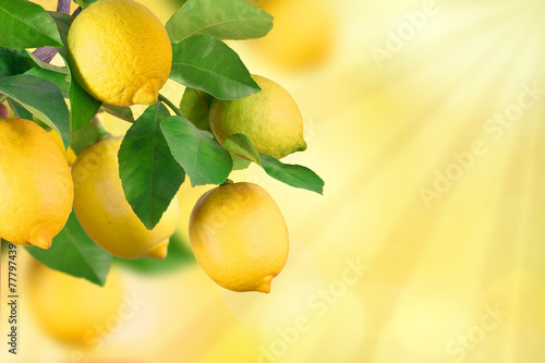 Zweige mit Zitronen und Platz für Text photo