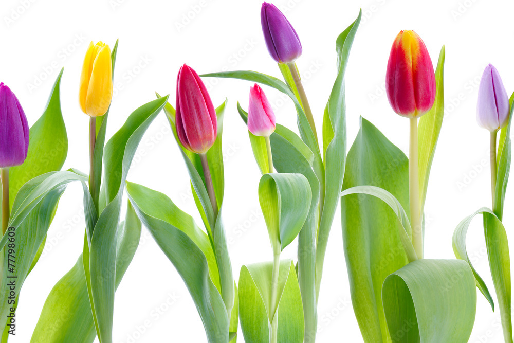 Colorful tulips isolated on white