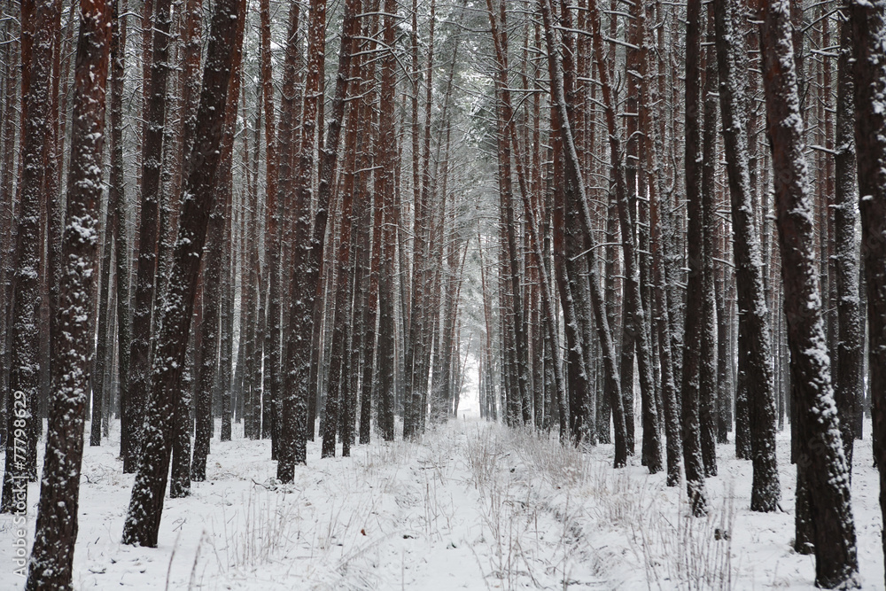 Snow covered trees in beautiful winter forest Snow covered trees in beautiful winter forest