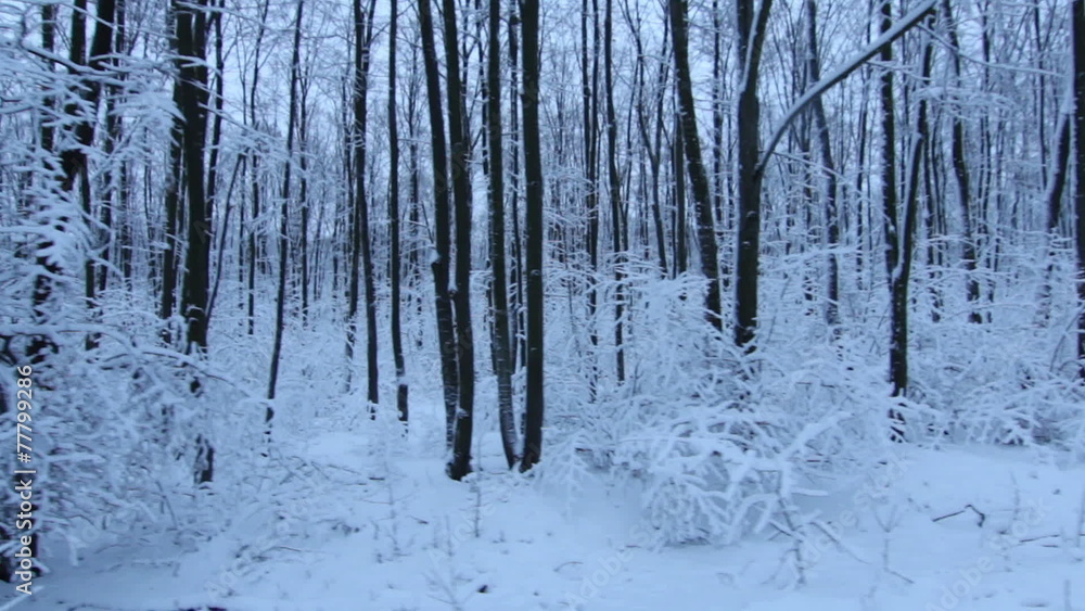 Tracking Stabilized shot through snowy oak forest trees Tracking Stabilized shot through snowy oak forest trees
