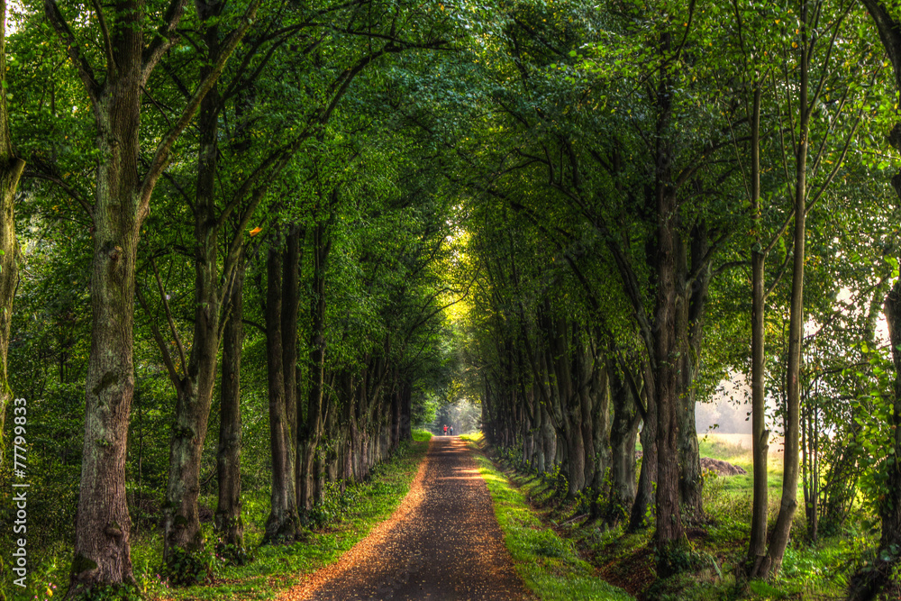Fototapeta premium Allee 