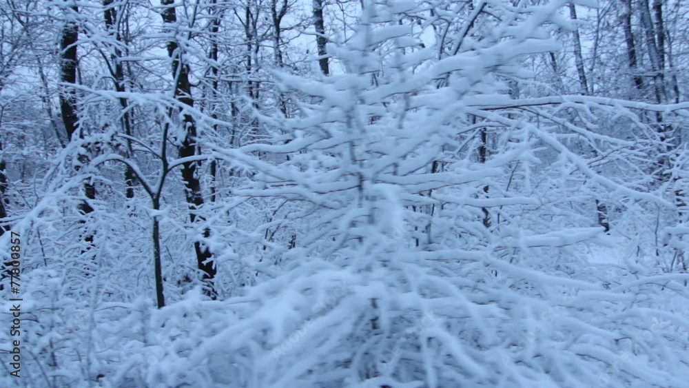 Tracking Stabilized shot through snowy forest trees in winter Tracking Stabilized shot through snowy forest trees in winter