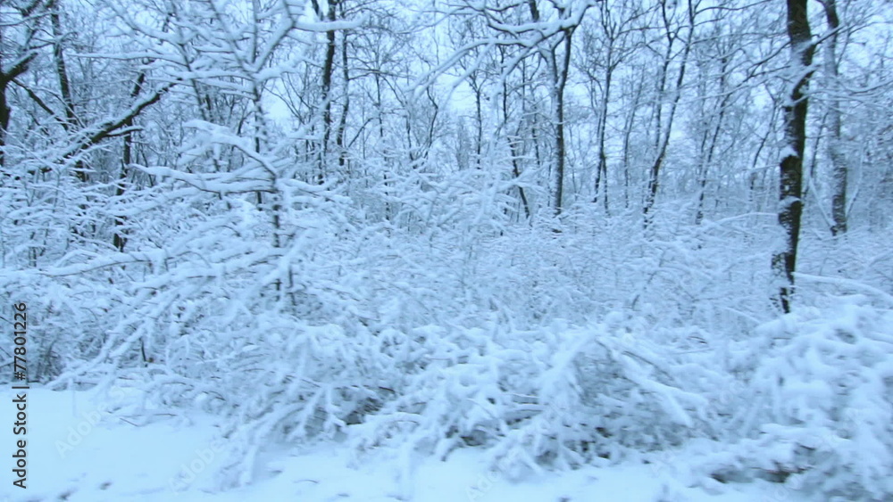 Tracking Stabilized shot through snowy forest trees in winter Tracking Stabilized shot through snowy forest trees in winter