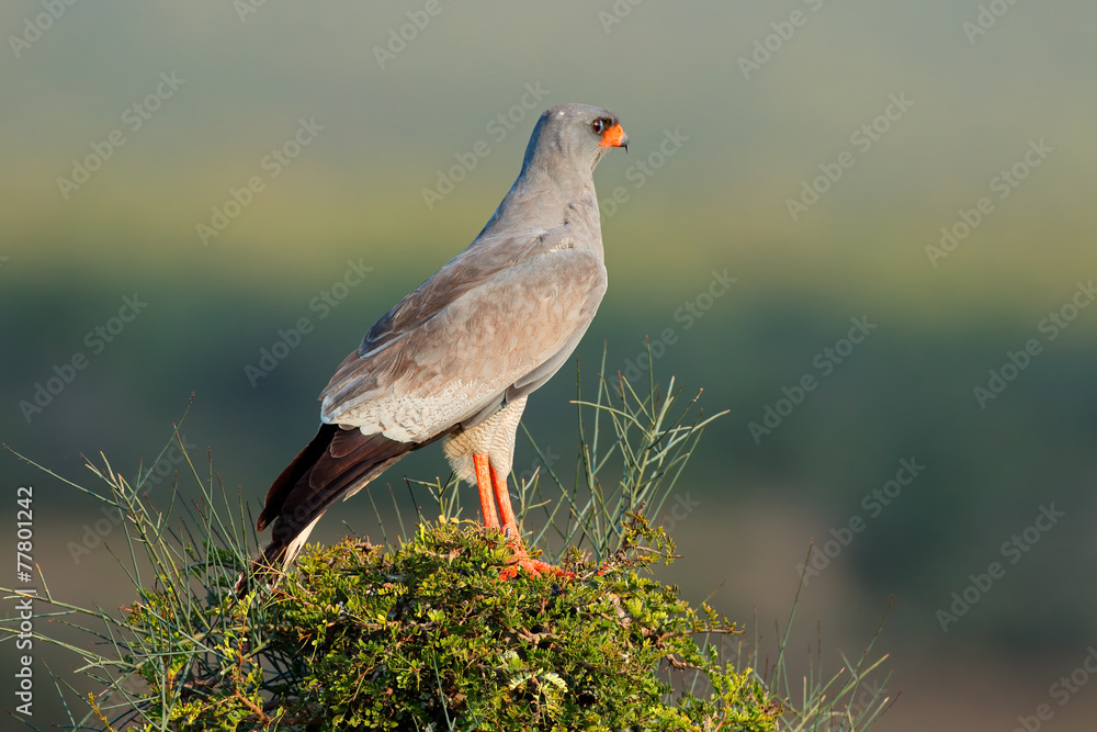 Fototapeta premium Pale Chanting goshawk