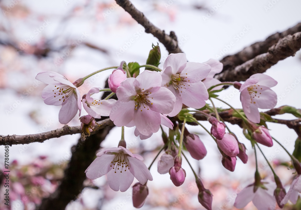 Fototapeta premium sakura cherry blossom flower and flower bud on its tree branch
