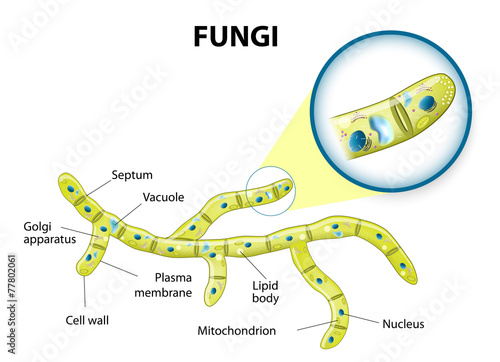 fungi cell photo