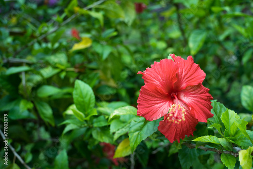 Hibiscus Rosa-Sinesis in a garden