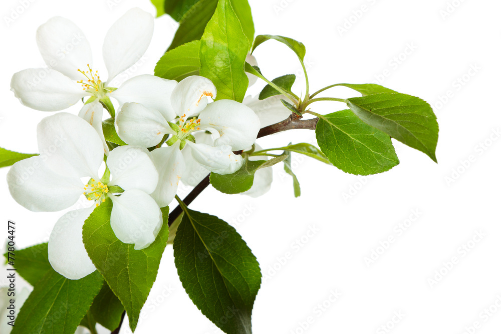 Fototapeta premium Apple blossom