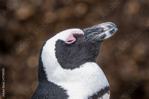 African penguin, also known as the jackass penguin or black-foot photo