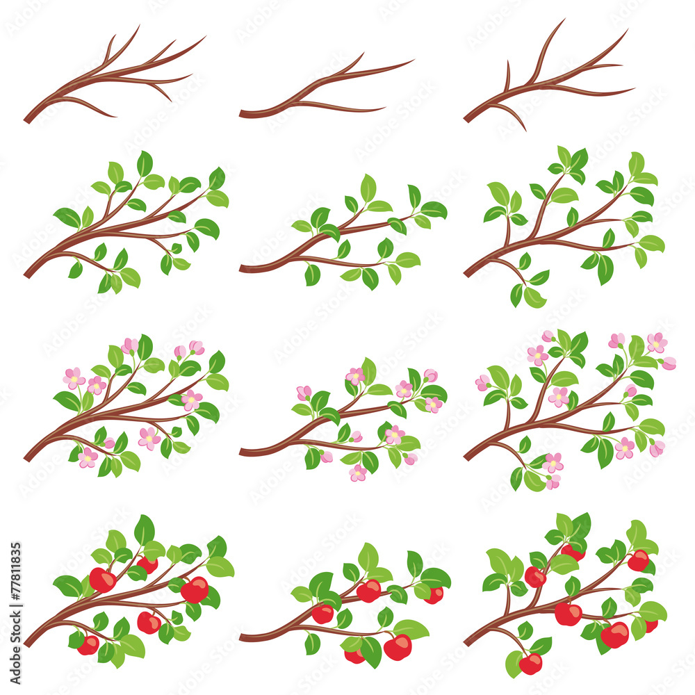 Fototapeta premium Apple tree branches