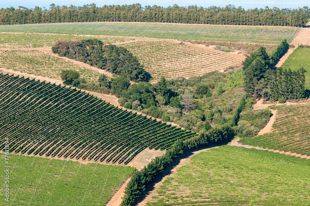 View of vineyards near Somerset West, South Africa