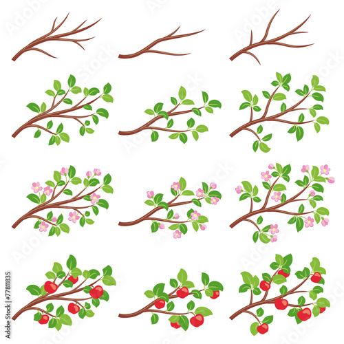 Apple tree branches