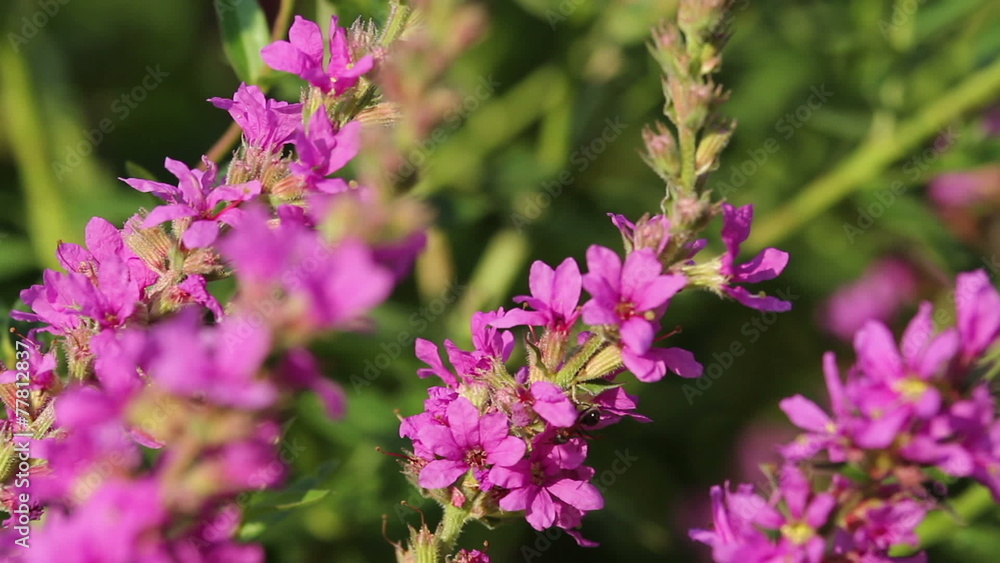 Beautiful Spring pink flowers with flying bees collecting honey Beautiful Spring pink flowers with flying bees collecting honey