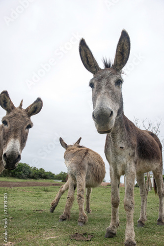funny donkeys