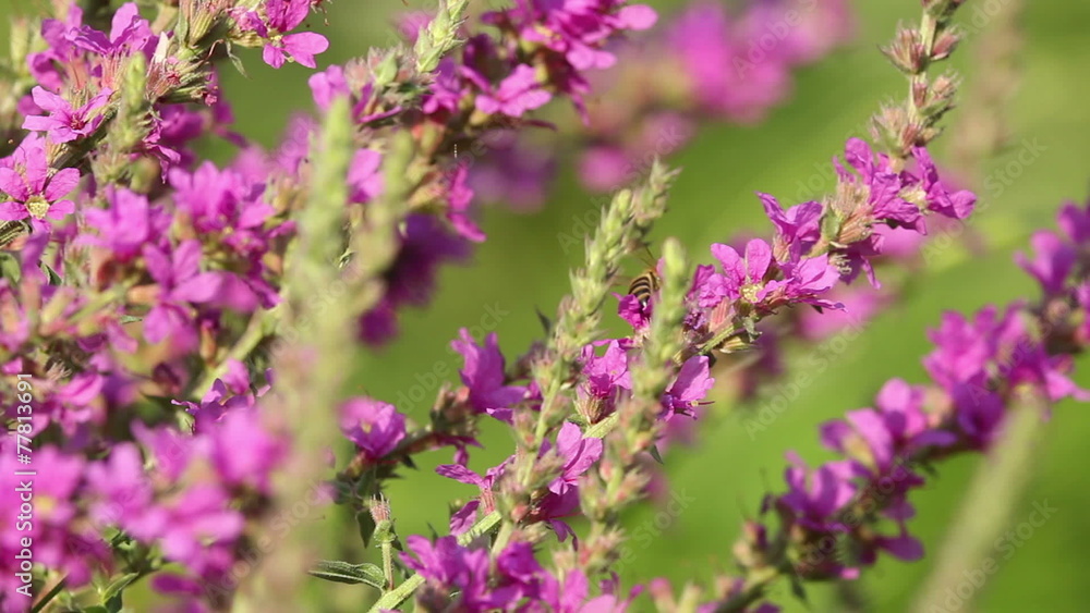 Beautiful Spring pink flowers with flying bees collecting honey Beautiful Spring pink flowers with flying bees collecting honey