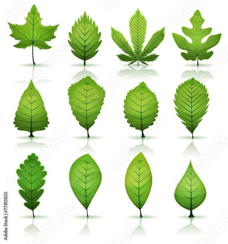 Green Leaves Set