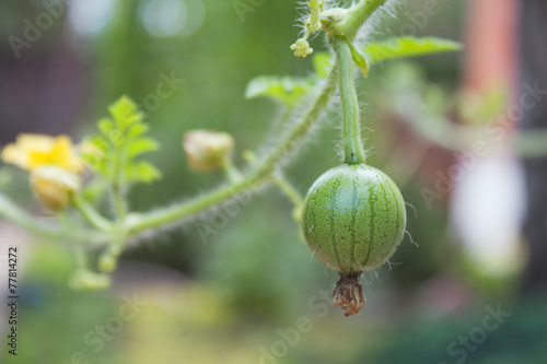 Little germ watermelon hanging on a green branch