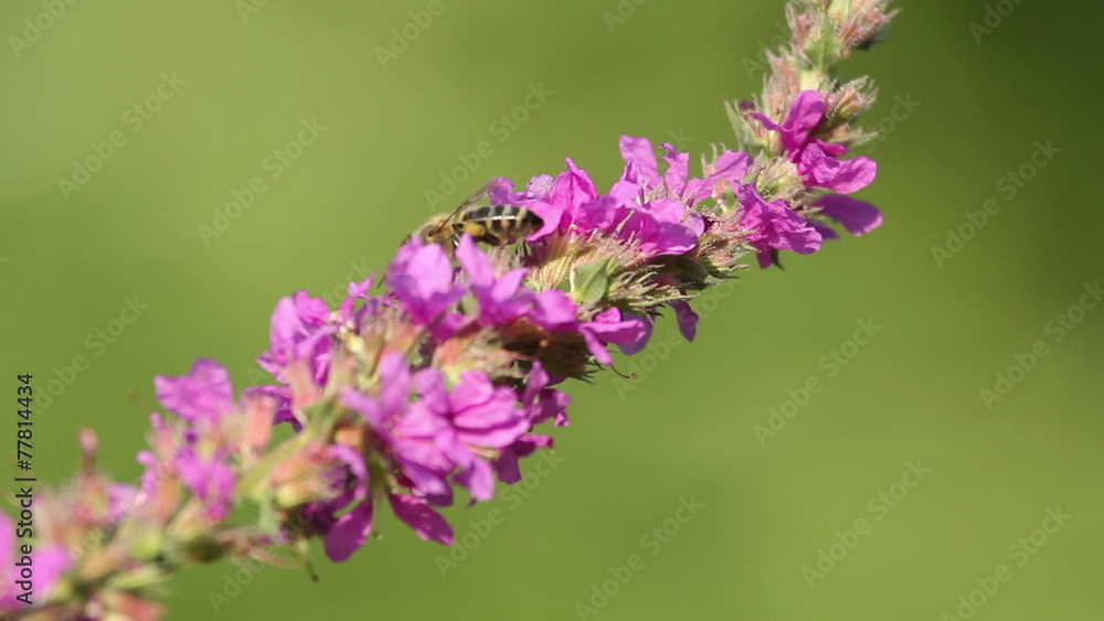 Beautiful Spring pink flowers with flying bees collecting honey Beautiful Spring pink flowers with flying bees collecting honey