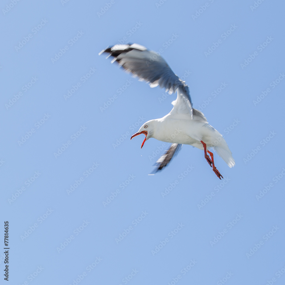 Obraz premium silver gull