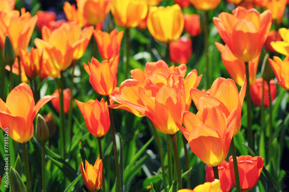orange tulips in flowerbed with back lit. orange tulips in flowerbed with back lit.