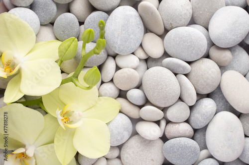 Fototapeta Naklejka Na Ścianę i Meble -  Orchid.