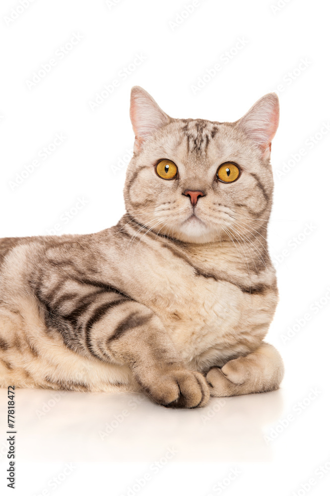 Marble british cat, isolated on white Marble british cat, isolated on white