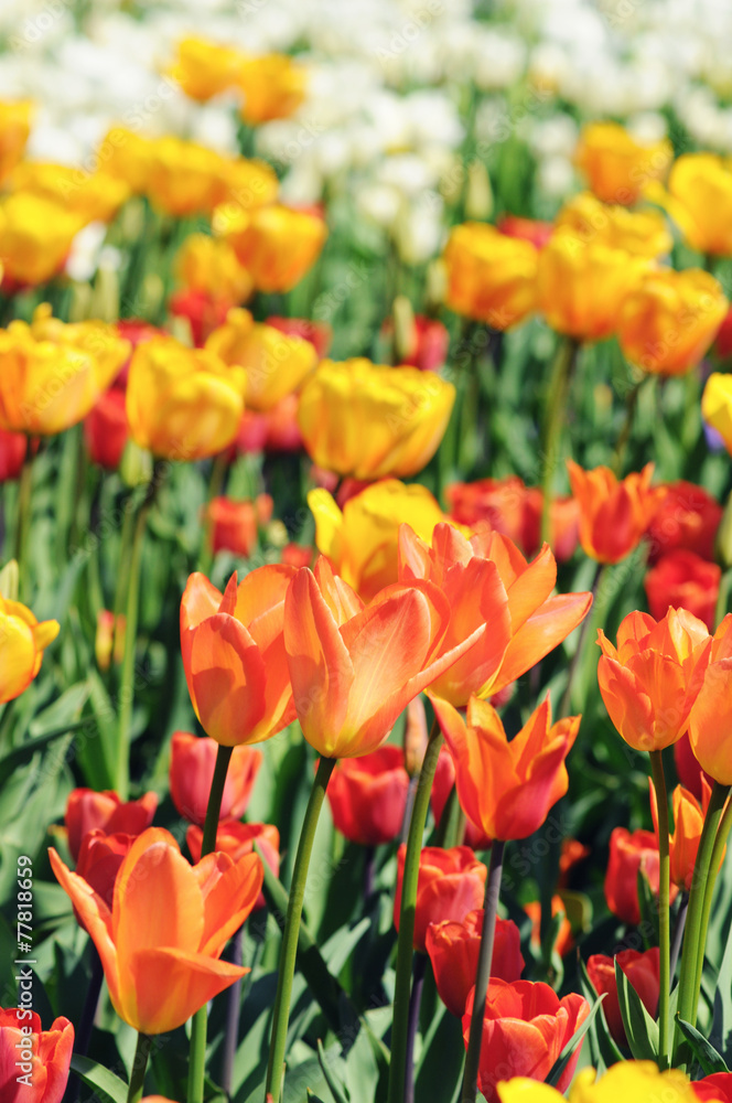 orange tulips in flowerbed with back lit in springtime.