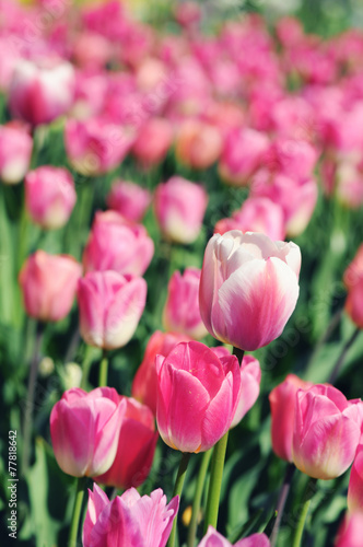 pink tulips in flowerbed