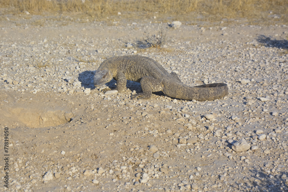 Monitor Lizard, Etoscha National Park, Namibia Afrika