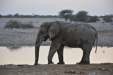 Elephant drinking, Okaukuejo, Etoscha National Park, Namibia, Af