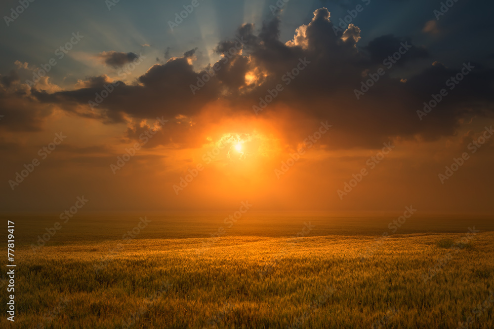 Sunset over wheat field towards the setting sun Sunset over wheat field towards the setting sun