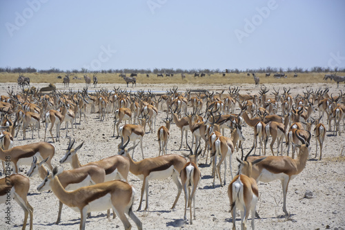 Wildlife at Sonderkop Waterhole, Etosha, Namibia, Africa