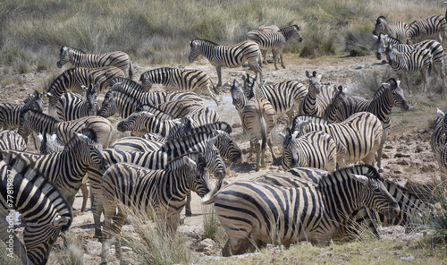Zebras at waterhole  Etosha National Park  Namibia  Africa