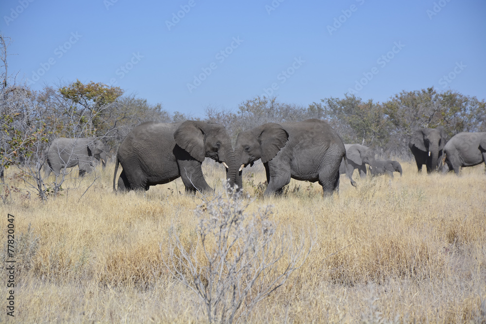 Herd of elephants, Halali, Etosha National Park, Namibia, Africa