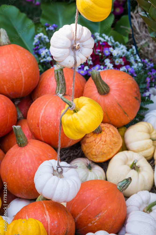 Colorful Mini Pumpkins Colorful Mini Pumpkins