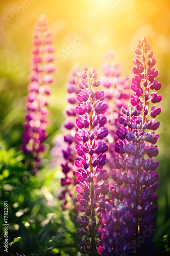 Wild-growing flowers of a lupine