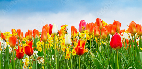 Bunte Tulpen und Narzissen am Bodensee #77824815
