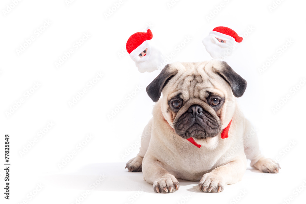 Happy Christmas Pug