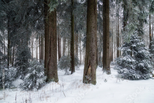Winterstimmung in den Wäldern