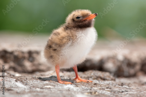 Common Tern Chick