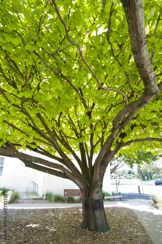 Big tree give big shadow