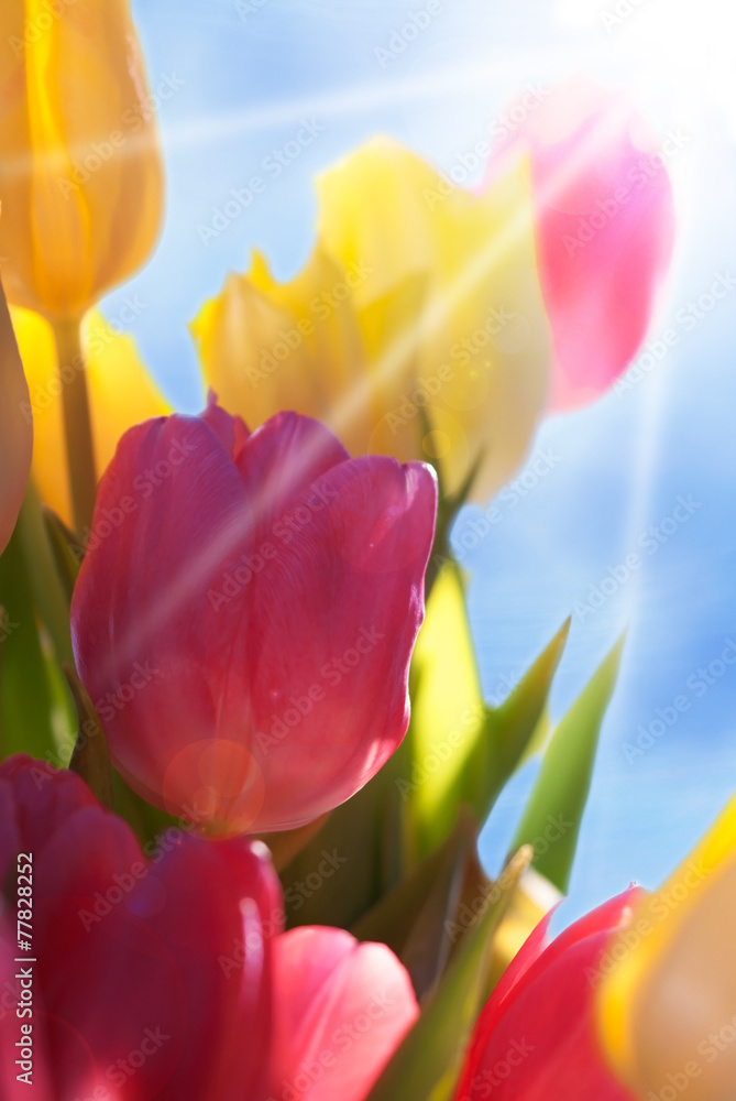 Close Up Of Tulip Flower Meadow With Blue Sky And Sun