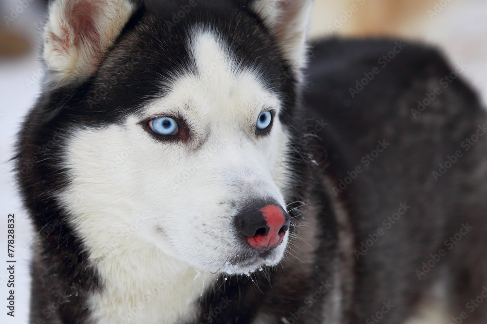 Husky portrait Husky portrait