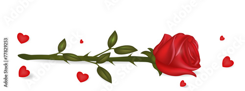 Rose on the floor