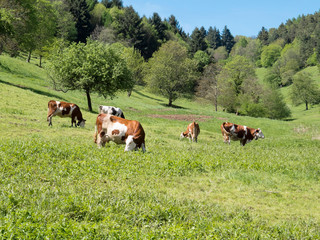 Crédence de cuisine  Paysage vaches dans pré  © Pictures news