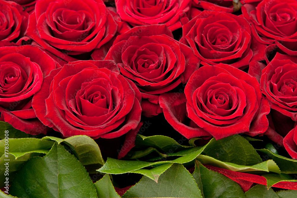 Obraz premium red roses