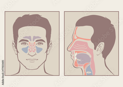 nose, throat anatomy, human mouth, respiratory system