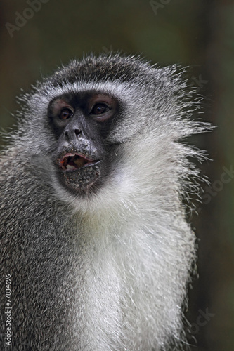 Südliche Grünmeerkatze (Chlorocebus pygerythrus)