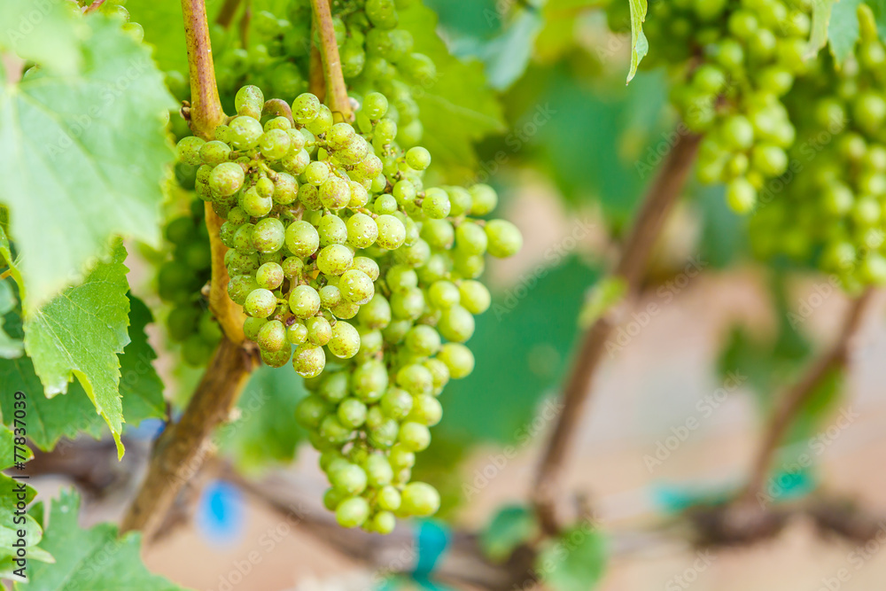 branch young grapes on vine in vineyard branch young grapes on vine in vineyard
