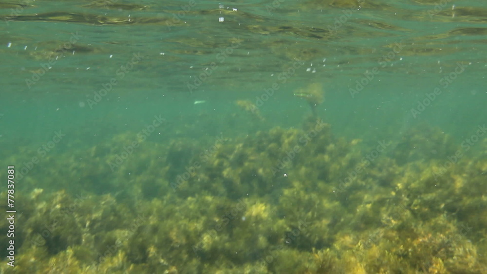 Underwater sea exotic tropical scene with with fishes, duckweed